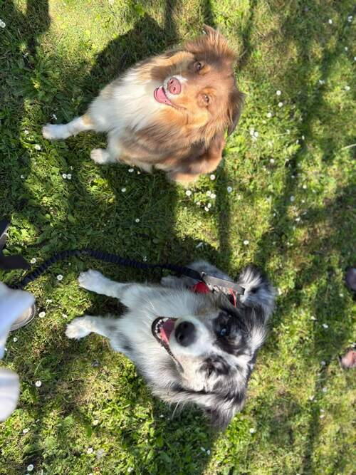Malou et Baloo avec Complicit' Dog