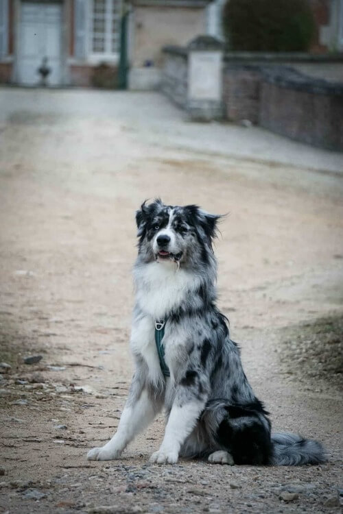 Séance de marche en laisse éducation canine positive 71