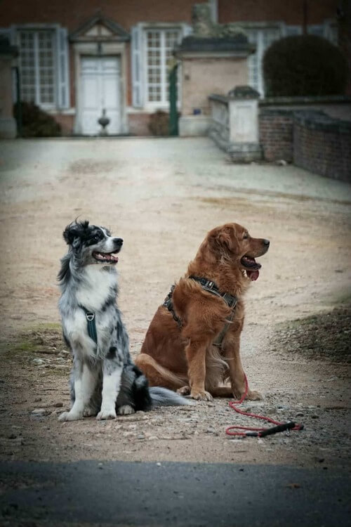 Accompagnement canin en Saône-et-Loire et alentours